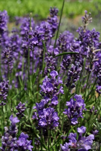 Lavandula angustifolia 'Essence Purple' -- Lavendel